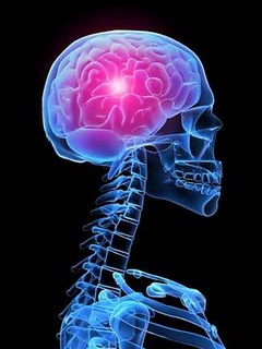 Les fonctions du service du thorax